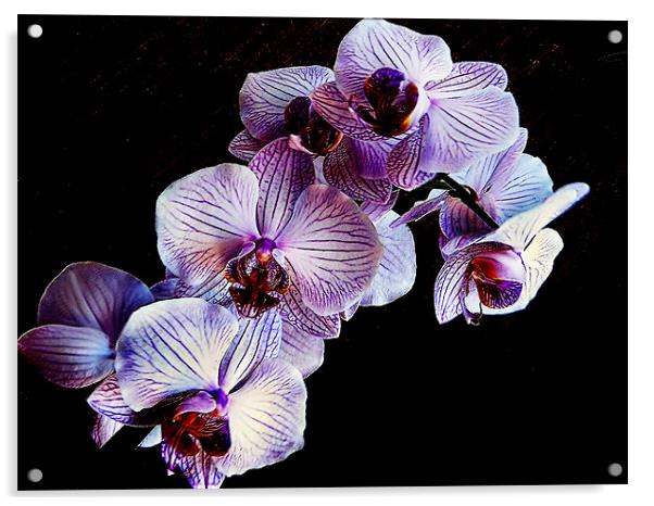 my orchid Acrylic by elvira ladocki