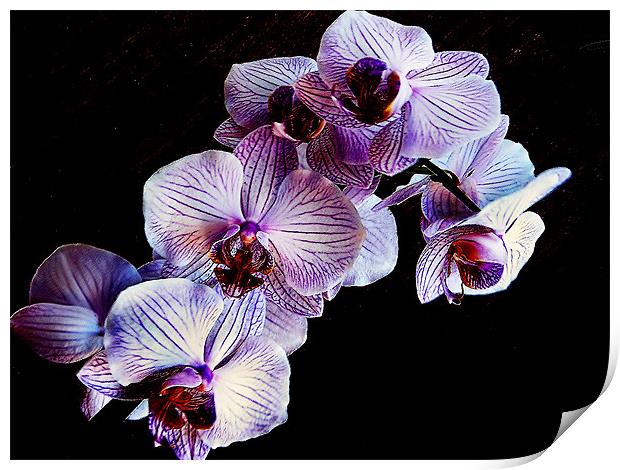 my orchid Print by elvira ladocki
