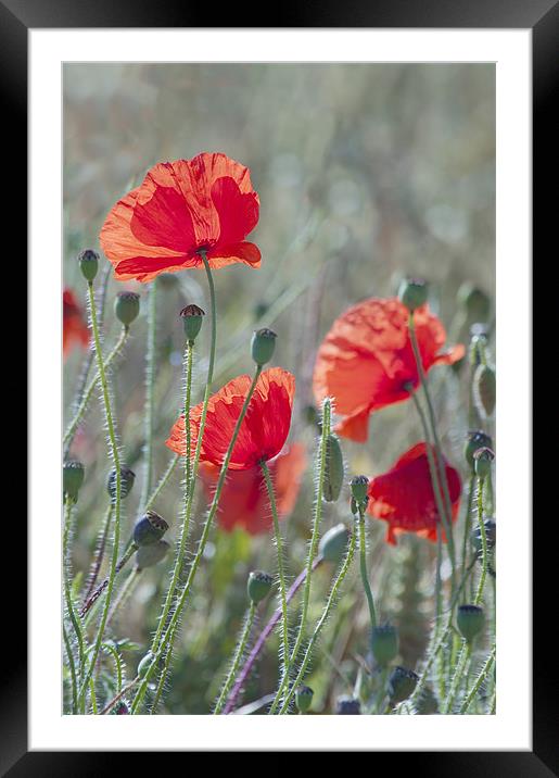 Poppies in a Field Framed Mounted Print by Dawn Cox
