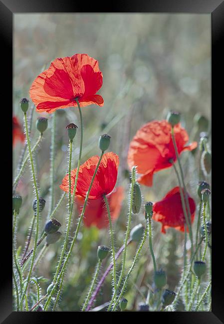 Poppies in a Field Framed Print by Dawn Cox