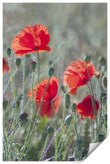 Poppies in a Field Print by Dawn Cox