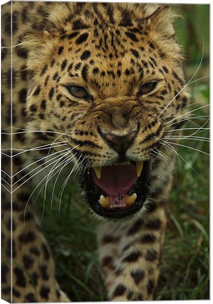One Angry Leopard Canvas Print by Trevor Stevens