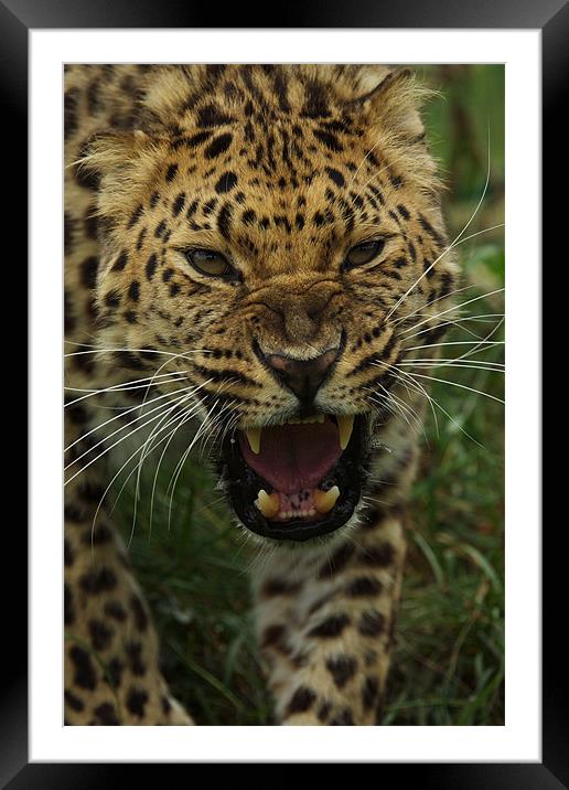 One Angry Leopard Framed Mounted Print by Trevor Stevens