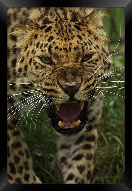 One Angry Leopard Framed Print by Trevor Stevens