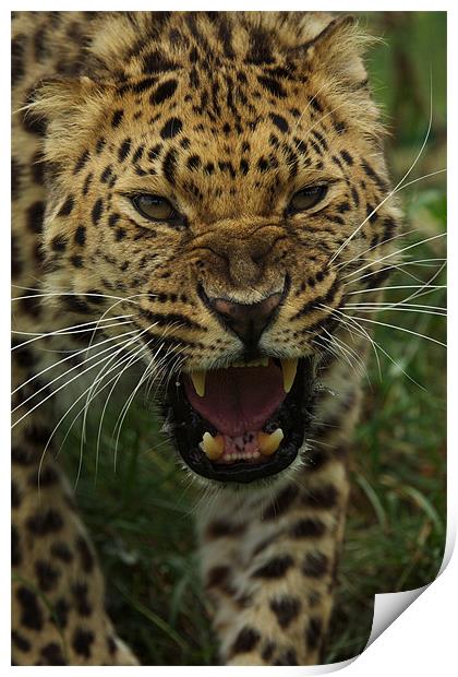 One Angry Leopard Print by Trevor Stevens