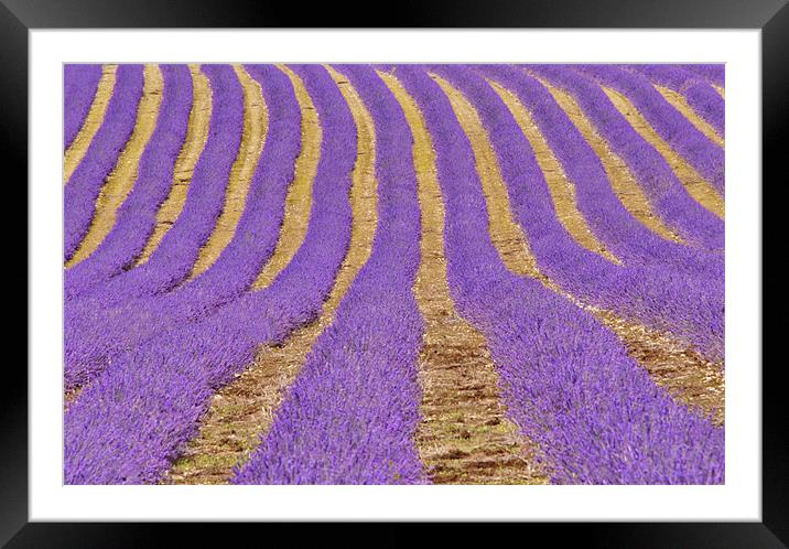 Kent Lavender fields Framed Mounted Print by Dawn Cox