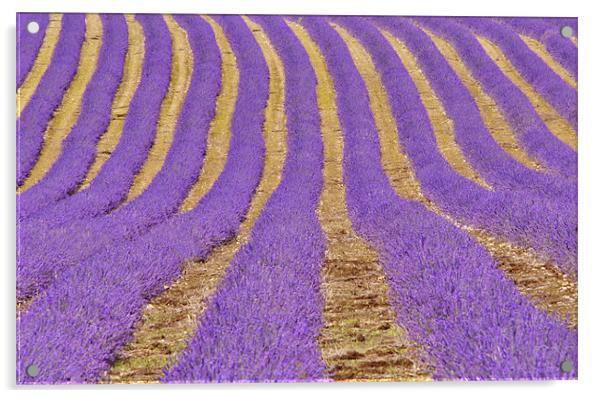Kent Lavender fields Acrylic by Dawn Cox