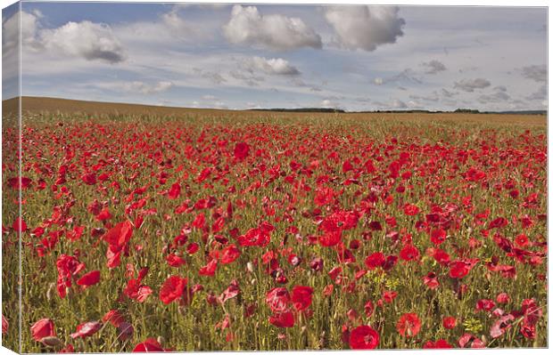 Poppies Canvas Print by Dawn Cox