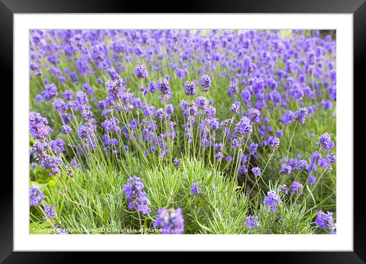 Lavender flowers in a garden, England Framed Mounted Print by stefano baldini
