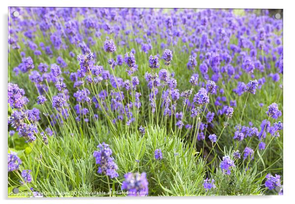 Lavender flowers in a garden, England Acrylic by stefano baldini