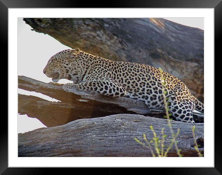 Leopard Framed Mounted Print by Tony Murtagh
