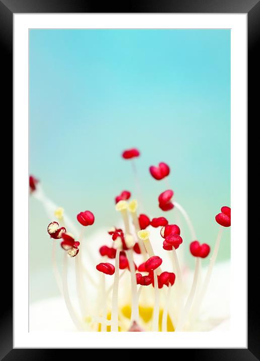 Blooming Candy Red Framed Mounted Print by Sharon Johnstone