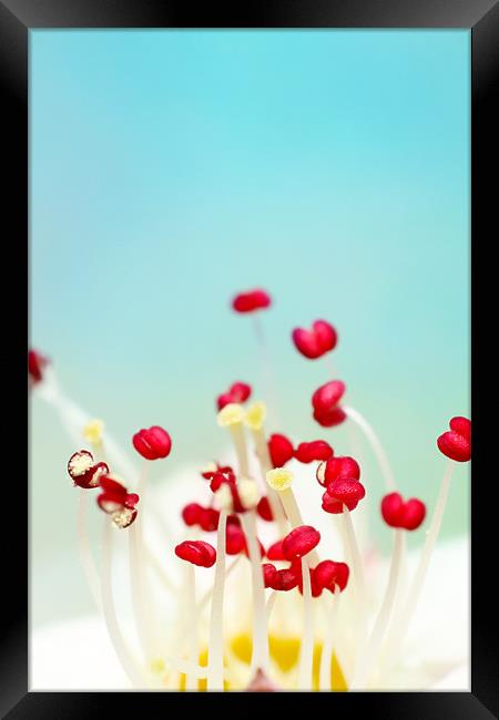 Blooming Candy Red Framed Print by Sharon Johnstone
