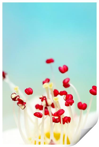 Blooming Candy Red Print by Sharon Johnstone