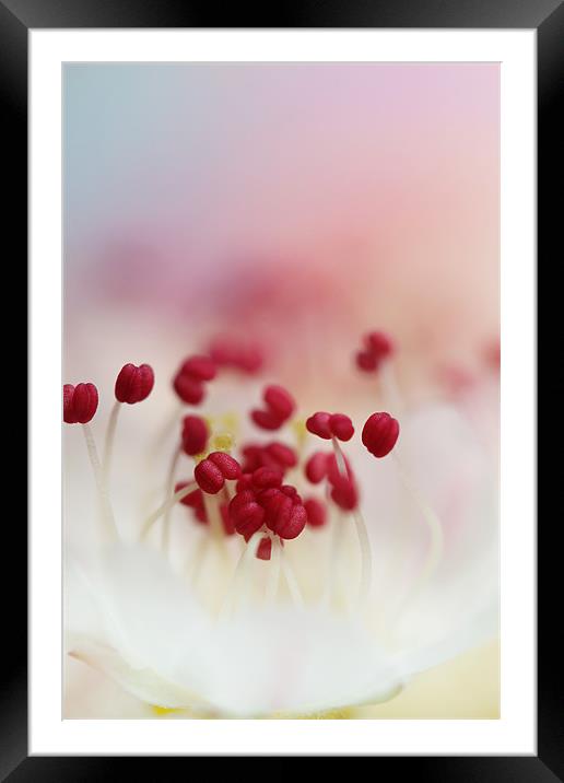 Candy Red Framed Mounted Print by Sharon Johnstone