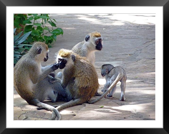 Vervet monkey family group Framed Mounted Print by Tony Murtagh