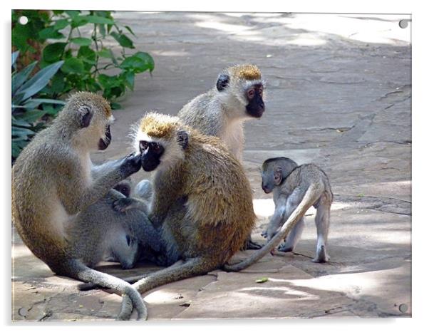 Vervet monkey family group Acrylic by Tony Murtagh