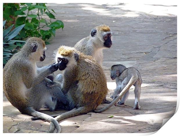 Vervet monkey family group Print by Tony Murtagh