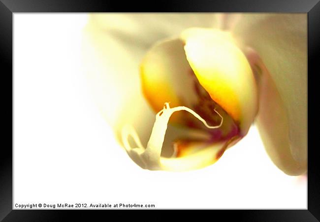 Orchid Framed Print by Doug McRae