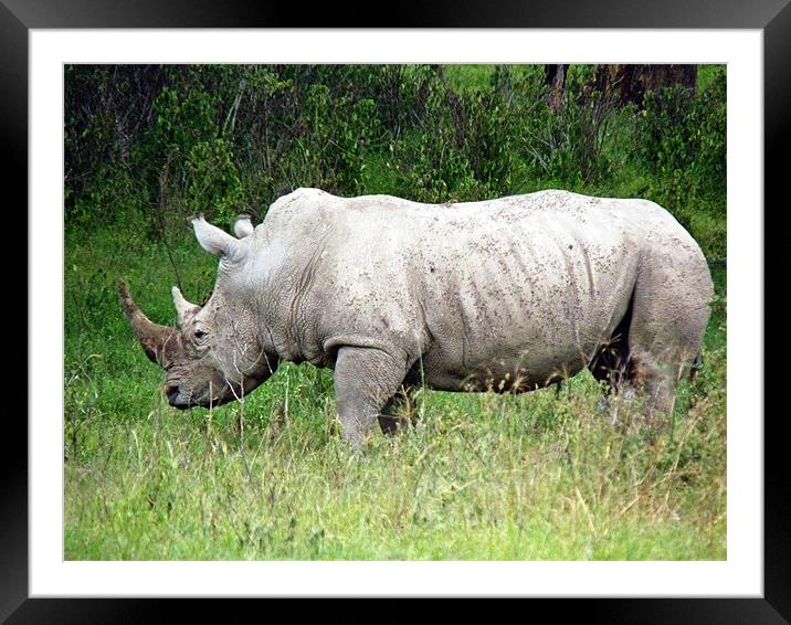 White Rhino Framed Mounted Print by Tony Murtagh