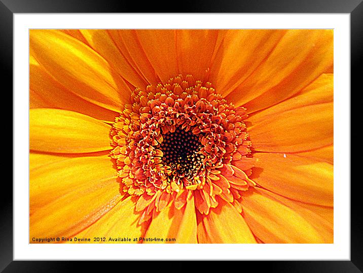 Sunshine Delight Framed Mounted Print by Fine art by Rina