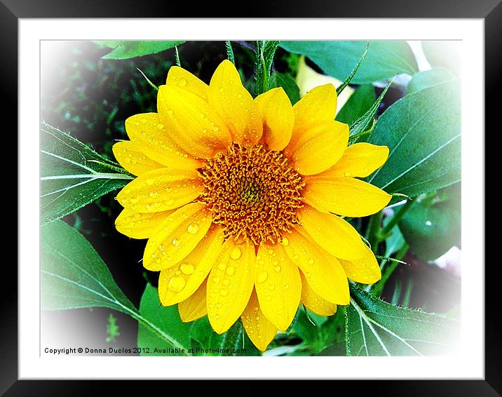 Yellow Morning Framed Mounted Print by Donna Duclos
