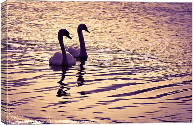 Ugie Sunset Swans Canvas Print by Bill Buchan