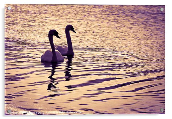 Ugie Sunset Swans Acrylic by Bill Buchan
