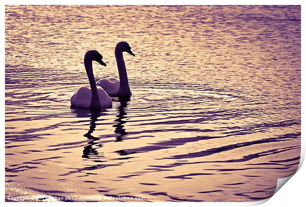 Ugie Sunset Swans Print by Bill Buchan