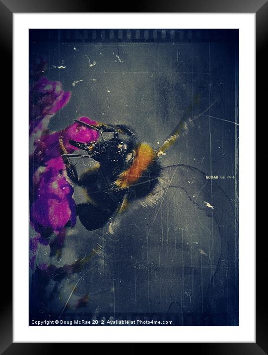 Bee Framed Mounted Print by Doug McRae