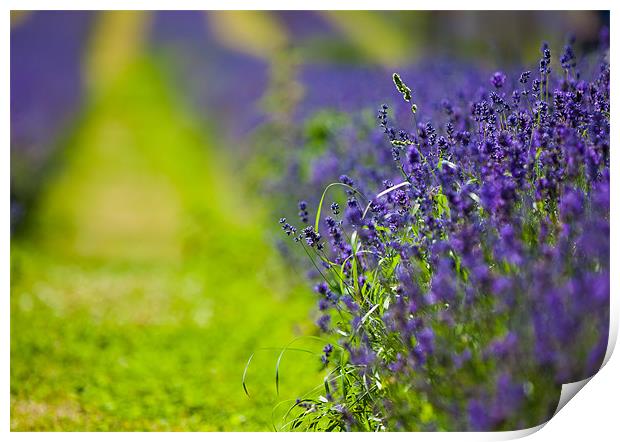 Lavender Print by Junwei Chu