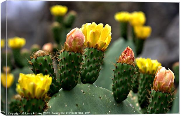 cactus flower Canvas Print by Lucy Antony