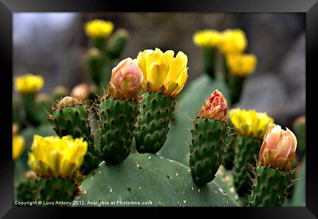 cactus flower Framed Print by Lucy Antony