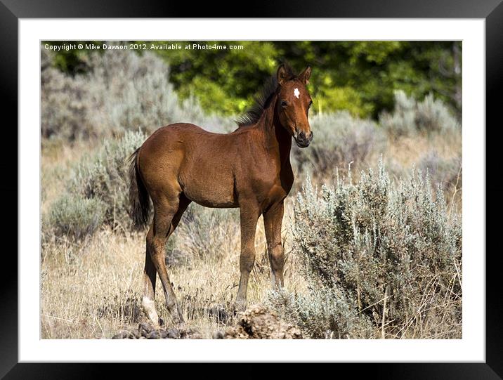Mustang Yearling Framed Mounted Print by Mike Dawson