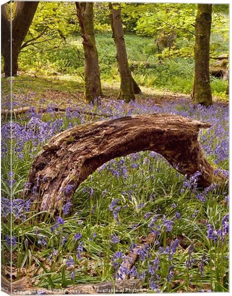 Bluebells magic Canvas Print by Phil Benedict