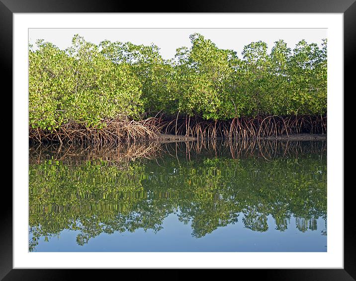 Mangrove Reflections Framed Mounted Print by Tony Murtagh
