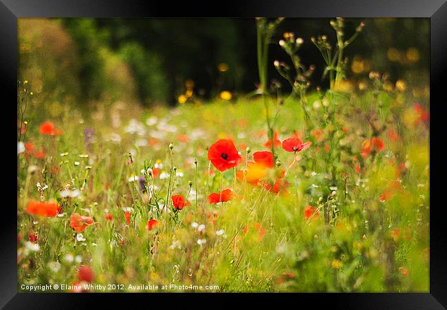 Summer Day in the Meadow Framed Print by Elaine Whitby
