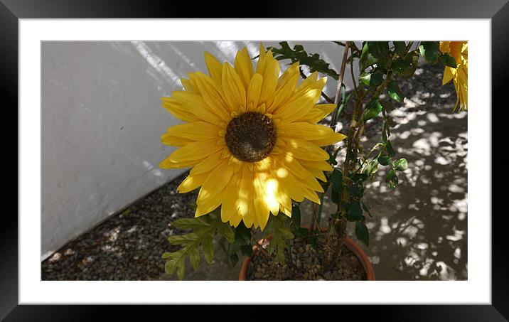 Sunflower Framed Mounted Print by Daniel West