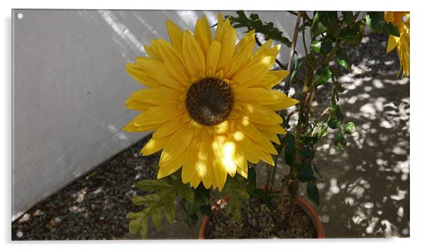 Sunflower Acrylic by Daniel West