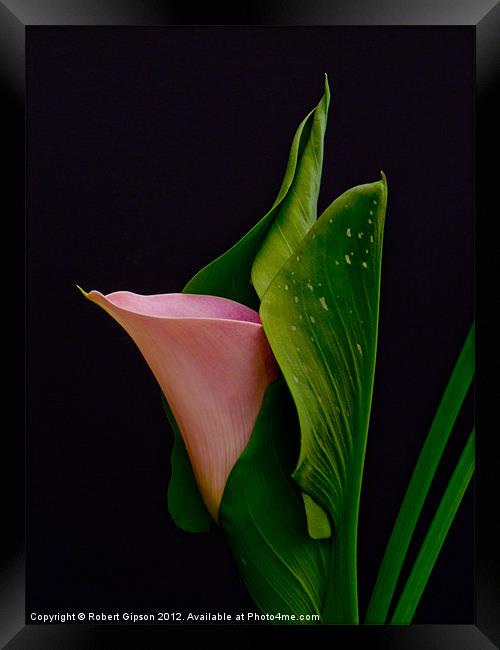 Calla Lily Framed Print by Robert Gipson