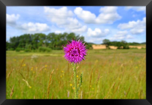 Simply Thistle Framed Print by Paul Betts