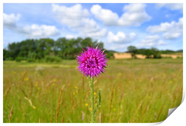 Simply Thistle Print by Paul Betts