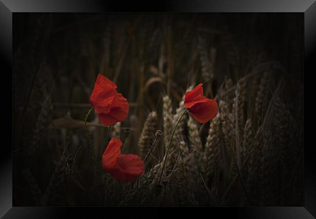 Poppies among the cornfield Framed Print by Dean Messenger