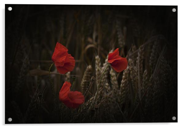Poppies among the cornfield Acrylic by Dean Messenger