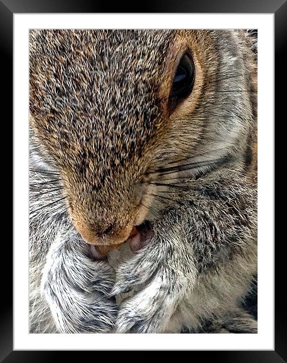 Squirrel Framed Mounted Print by Jake Davis