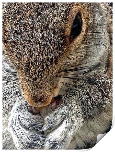 Squirrel Print by Jake Davis