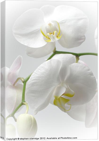 White Orchids Canvas Print by stephen clarridge