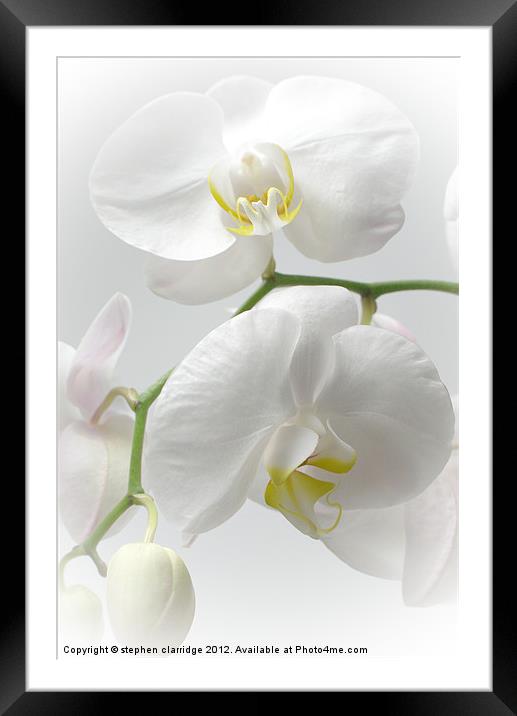White Orchids Framed Mounted Print by stephen clarridge