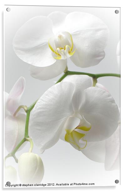 White Orchids Acrylic by stephen clarridge