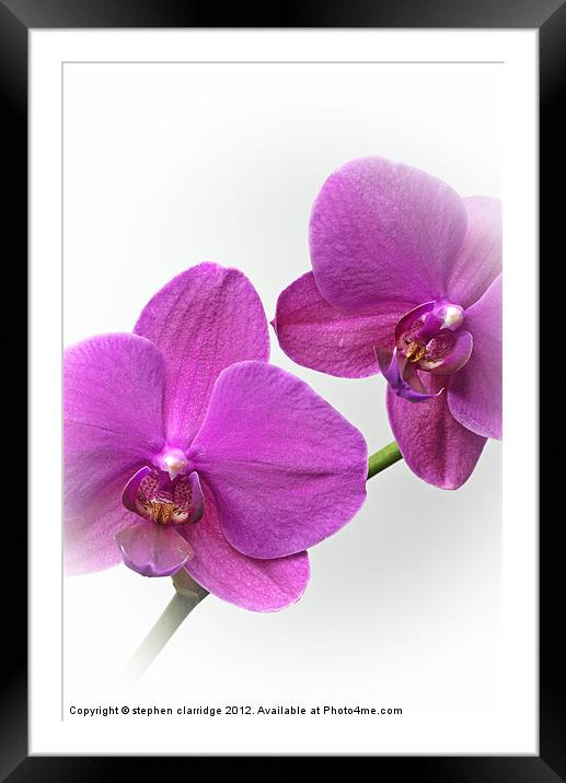 Purple Orchids Framed Mounted Print by stephen clarridge